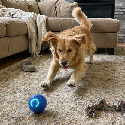 Golden retriever chasing Rolly