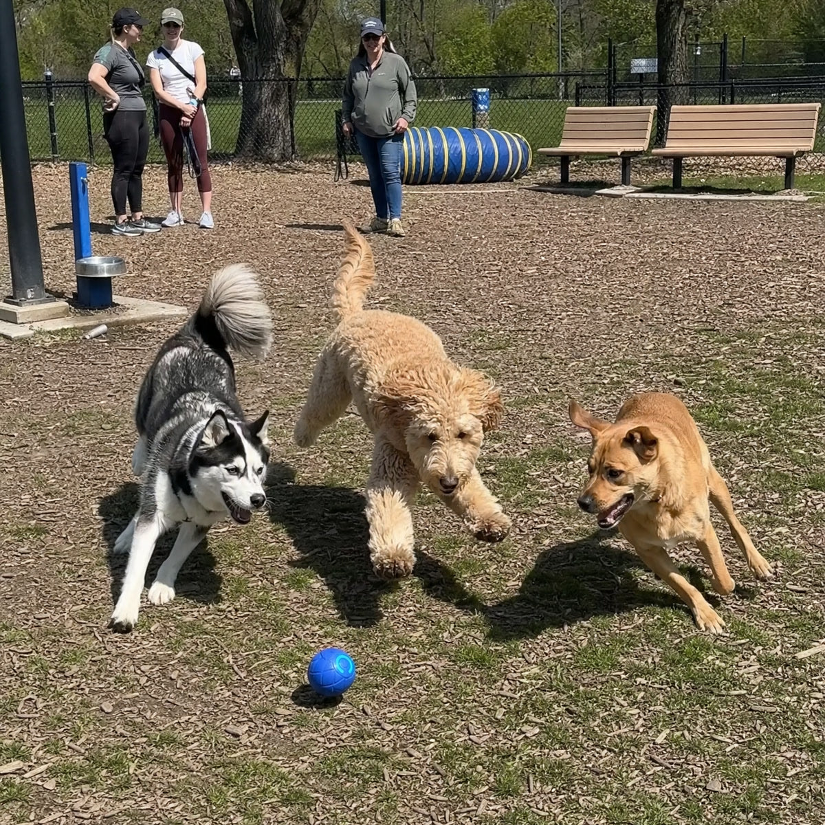 Dogs playing with Rolly at the park