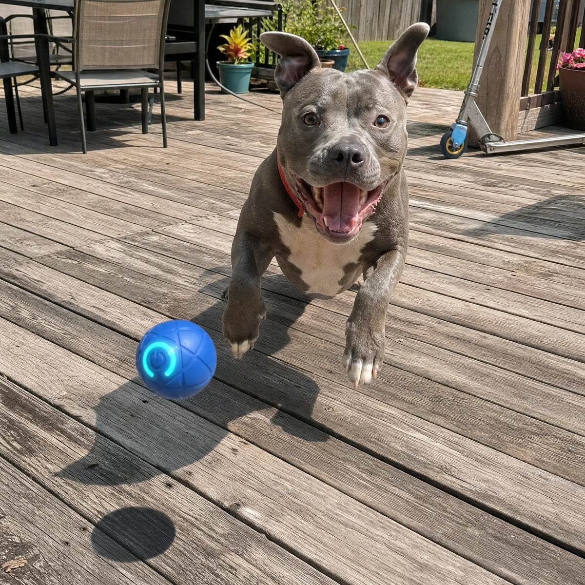 Pit bull chasing Rolly on the deck