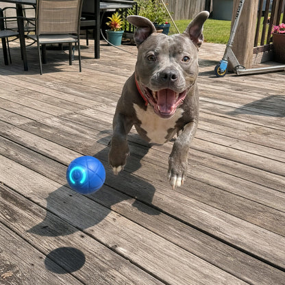 Pit bull chasing Rolly on the deck