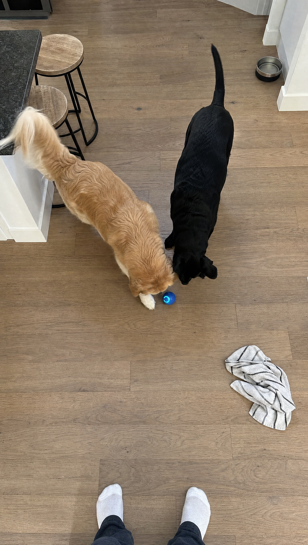 Dogs chasing Rolly in the kitchen