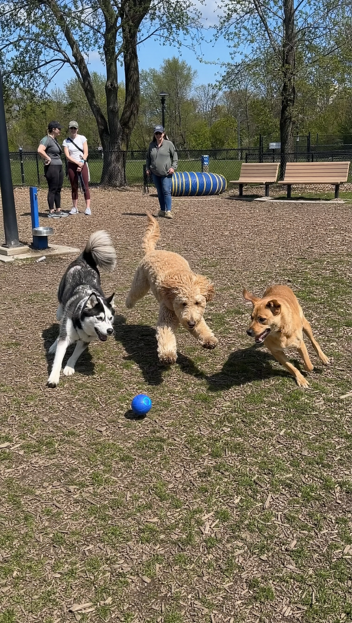 Dogs playing with Rolly at the park